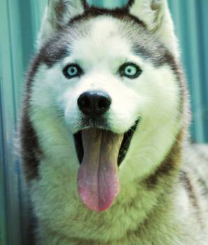 Balto -  Siberian Husky Dog for Adoption in Manchester, Tennessee - Balto | PetCurious
