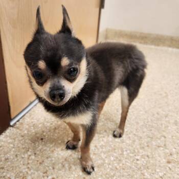 Button -  Chihuahua Dog for Adoption in Reno, Nevada - Button | PetCurious