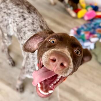 Mo -  German Shorthaired Pointer Dog for Adoption in Green Bay, Wisconsin - Mo | PetCurious