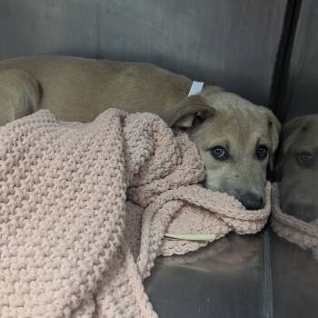 Rescue Labrador Retriever Dogs for Adoption in Parrish, Alabama - Beamo | PetCurious