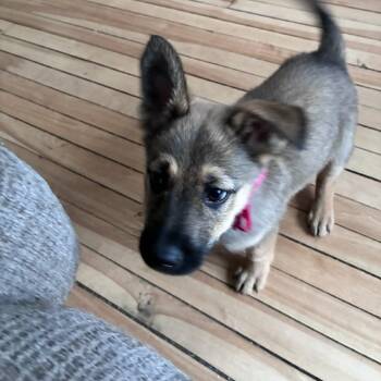 Shepherd Dogs Available for Adoption in Brainerd, Minnesota - Ginger | PetCurious
