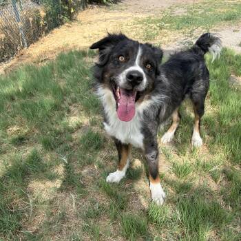Buster -  Australian Shepherd Dog for Adoption in Lindon, Utah - Buster | PetCurious