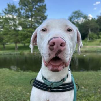 Powder -  English Pointer and Mixed Breed Dog for Adoption in Ennis, Texas - Powder | PetCurious
