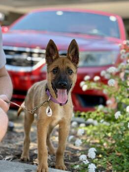Tiny -  German Shepherd Dog and Belgian Shepherd Malinois Dog for Adoption in Palo Alto, California - Tiny | PetCurious