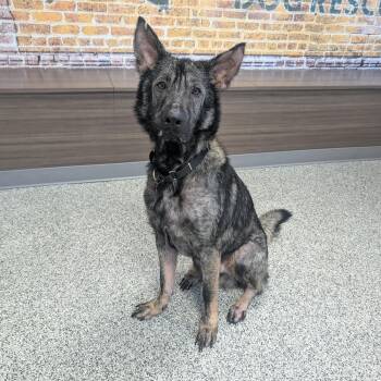Arnie -  German Shepherd Dog and Mixed Breed Dog for Adoption in Detroit, Michigan - Arnie | PetCurious