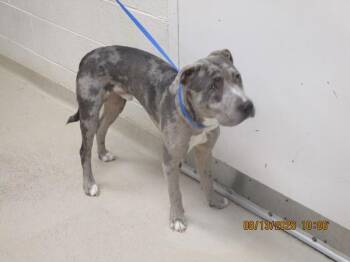 (808) -  Pit Bull Terrier Dog for Adoption in Marietta, Georgia - (808) | PetCurious
