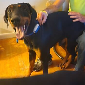 Rescue Doberman Pinscher Dogs for Adoption in Blairsville, Georgia - Gus M | PetCurious