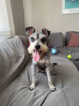 Finch -  Schnauzer Dog for Adoption in San Diego, California - Finch | PetCurious
