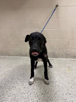 A432093 -  Labrador Retriever and Mixed Breed Dog for Adoption in Conroe, Texas - A432093 | PetCurious