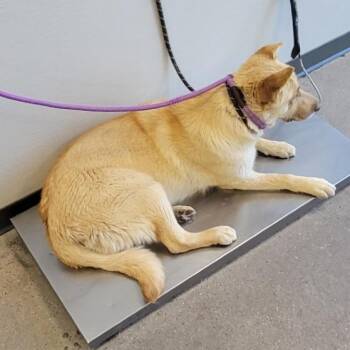 Mixed Breed Dogs Available for Adoption in Las Cruces, New Mexico - 106017 | PetCurious