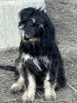Rescue Miniature Schnauzer and Labradoodle Dogs for Adoption in Okolona, Mississippi - Jasper | PetCurious