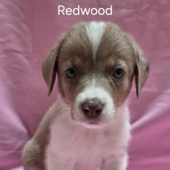 Redwood - Coming Soon! -  Mixed Breed Dog for Adoption in Naperville, Illinois - Redwood - Coming Soon! | PetCurious