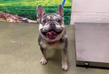 FLEUR -  French Bulldog and Mixed Breed Dog for Adoption in Moreno Valley, California - FLEUR | PetCurious