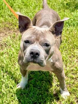Linnie -  Terrier and Mixed Breed Dog for Adoption in Cape Coral, Florida - Linnie | PetCurious