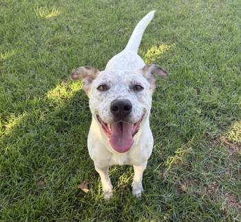 Rescue Australian Cattle Dog Blue Heeler and Mixed Breed Dogs for Adoption in Riverside, California - JUNIPER | PetCurious
