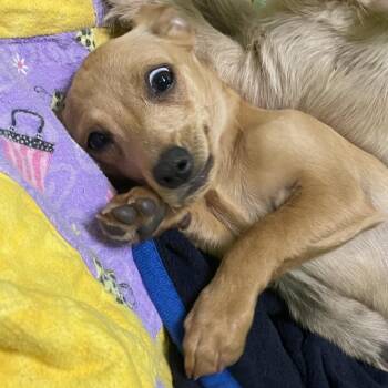 Dachshund and Chihuahua Dogs Available for Adoption - Nancy | PetCurious