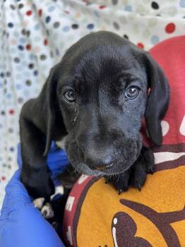 Terrier Dogs Available for Adoption in Candler, North Carolina - Pepperjack | PetCurious