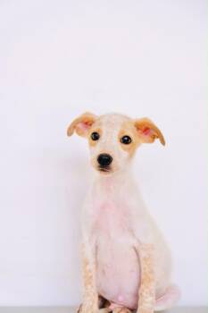 Walmart -  Terrier Dog for Adoption in San Diego, California - Walmart | PetCurious
