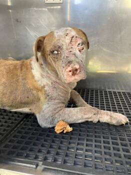 Mixed Breed Dogs Available for Adoption in Dallas, Texas - POPPI | PetCurious