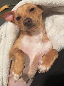 Marty -  Mixed Breed Dog Available for Adoption in Gilroy, California - Marty | PetCurious