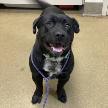 Rescue Black Labrador Retriever and Basset Hound Dogs for Adoption in Riverside, California - Kickstand | PetCurious