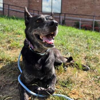 Layla -  Australian Kelpie and Mixed Breed Dog for Adoption in Roanoke, Virginia - Layla | PetCurious
