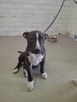 WAFFEL -  Pit Bull Terrier Dog for Adoption in San Bernardino, California - WAFFEL | PetCurious