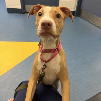 Mixed Breed Dogs Available for Adoption - Squeeb | PetCurious
