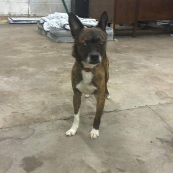 Mixed Breed Dogs Available for Adoption in Corbin, Kentucky - Biggie | PetCurious