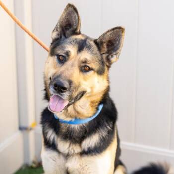 Rescue German Shepherd Dog and Mixed Breed Dogs for Adoption in Camarillo, California - KANE | PetCurious