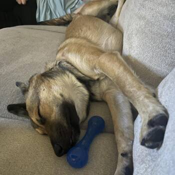 German Shepherd Dog and Mixed Breed Dogs Available for Adoption in Tampa, Florida - Root(Cooper) | PetCurious