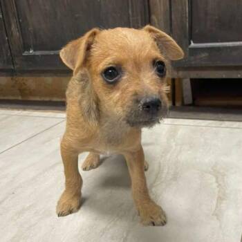 Conchita -  Chihuahua Dog for Adoption in Laredo, Texas - Conchita | PetCurious