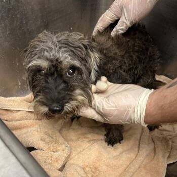 Ash -  Miniature Schnauzer and Miniature Poodle Dog for Adoption in Birmingham, Alabama - Ash | PetCurious