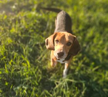 Rescue Beagle and Basset Hound Dogs for Adoption in Raeford, North Carolina - Beatrice (Bea) | PetCurious