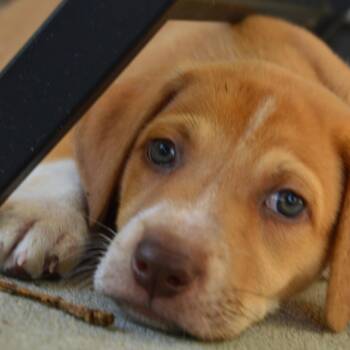 Eric -  Shepherd and Collie Dog for Adoption in Calabash, North Carolina - Eric | PetCurious