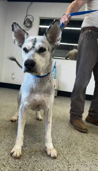 Chumbawamba -  Standard Poodle Dog for Adoption in Blue Springs, Missouri - Chumbawamba | PetCurious