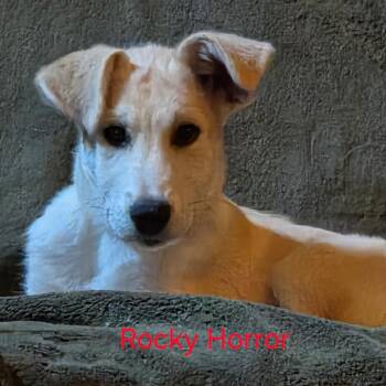 Rocky Horror -  Anatolian Shepherd and Mixed Breed Dog for Adoption in Fredericksburg, Virginia - Rocky Horror | PetCurious