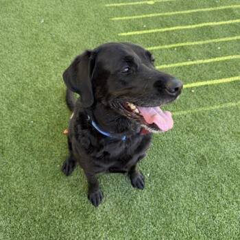 Runa -  Labrador Retriever Dog for Adoption in San Diego, California - Runa | PetCurious