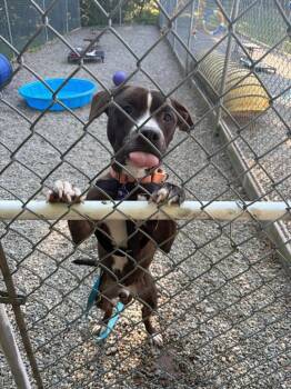 American Staffordshire Terrier Dogs Available for Adoption in Sayreville, New Jersey - Harry | PetCurious
