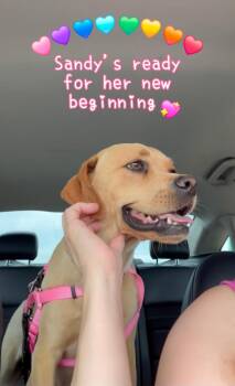 Sandy -  Beagle Dog for Adoption in Plano, Texas - Sandy | PetCurious