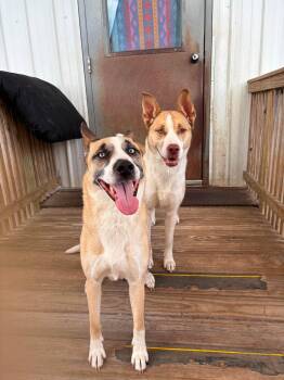 Kash & Penny -  Husky Dog for Adoption in Peru, Illinois - Kash & Penny | PetCurious
