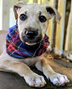 Faith -  Mixed Breed Dog for Adoption in Portland, Oregon - Faith | PetCurious