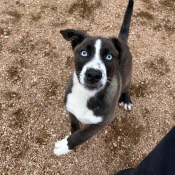 "Lazaro" KCAC -  American Staffordshire Terrier and Mixed Breed Dog Available for Adoption in Kerrville, Texas - "Lazaro" KCAC | PetCurious