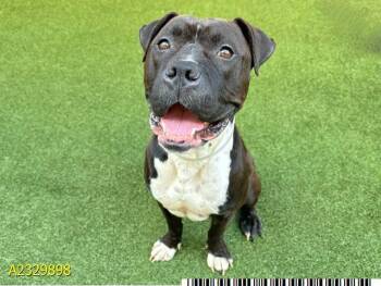 Mixed Breed Dogs Available for Adoption in West Palm Beach, Florida - PETER | PetCurious