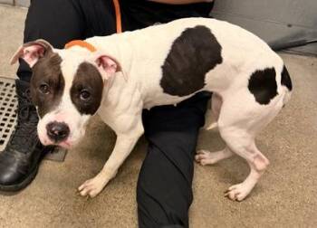 Alexis -  Pit Bull Terrier Dog for Adoption in Cleveland, Ohio - Alexis | PetCurious
