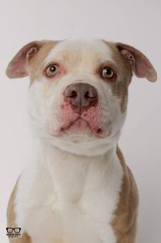 Pit Bull Terrier Dogs Available for Adoption - Brutus | PetCurious