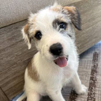 Butch -  Wheaten Terrier and Terrier Dog for Adoption in Escondido, California - Butch | PetCurious