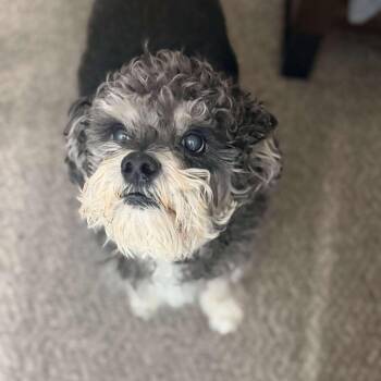 Miniature Schnauzer and Miniature Poodle Dogs Available for Adoption - Foster Needed: Oliver | PetCurious