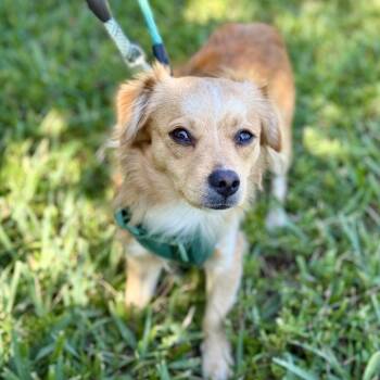 Chihuahua and Pomeranian Dogs Available for Adoption in Fort Lauderdale, Florida - Plankton | PetCurious