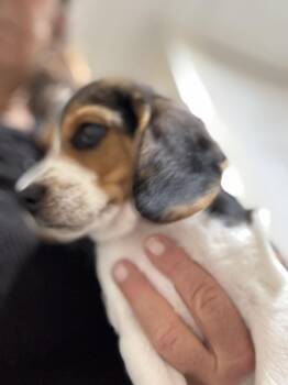 Rescue Beagle Dogs for Adoption in Stuarts Draft, Virginia - Beagle Puppies | PetCurious